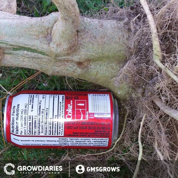 Gelato XTRM ® Feminized Seeds - Image 4