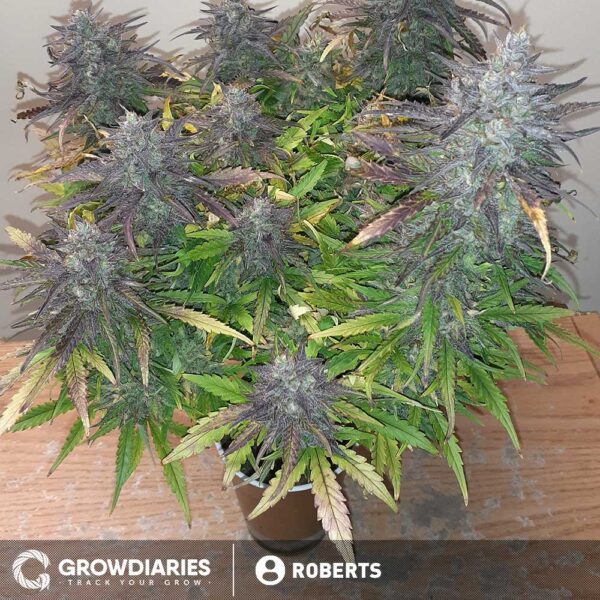 Forest Fruits Autoflower Seeds - Image 3