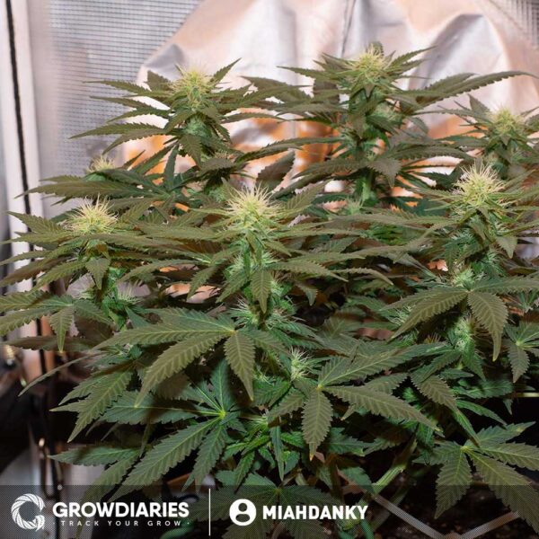 Black Domina Feminized Seeds - Image 2