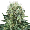 Big Bubble Feminized Seeds