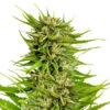 White Widow Supreme Feminized Seeds