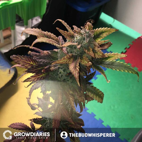 Borderliner XTRM ® Feminized Seeds - Image 4