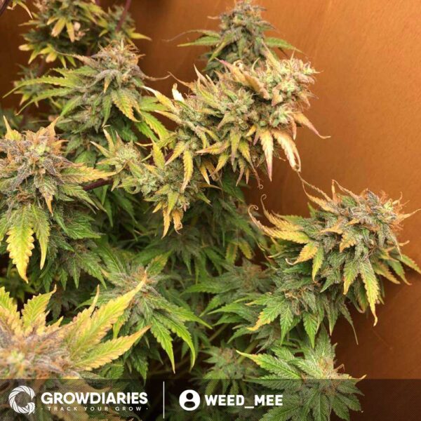 Forest Fruits Autoflower Seeds - Image 4