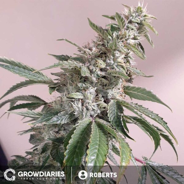 Apple Fritter Feminized Seeds - Image 3