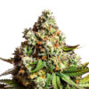 Capa Harley CBD Feminized Seeds