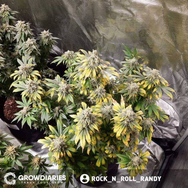 Girl Scout Cookies XTRM ® Feminized Seeds - Image 4