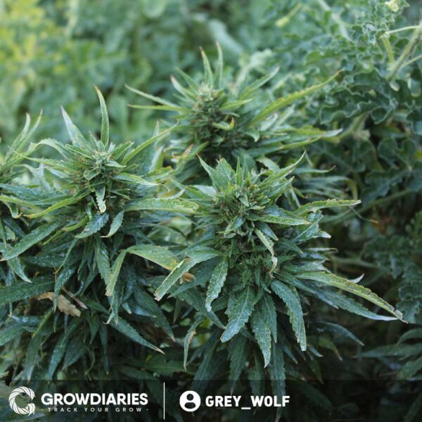 AMS XTRM ® Feminized Seeds - Image 5