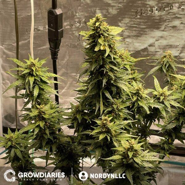Blueberry 420 Autoflower Seeds - Image 4