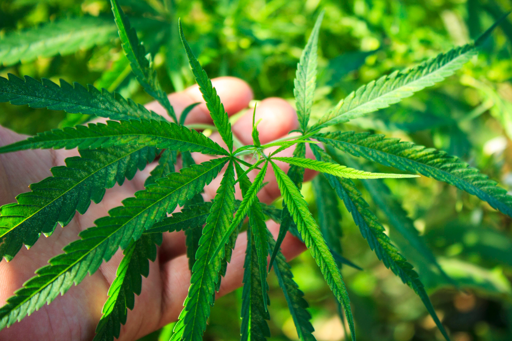 An introduction to cannabis