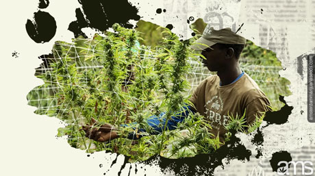 harvesting marijuana plants