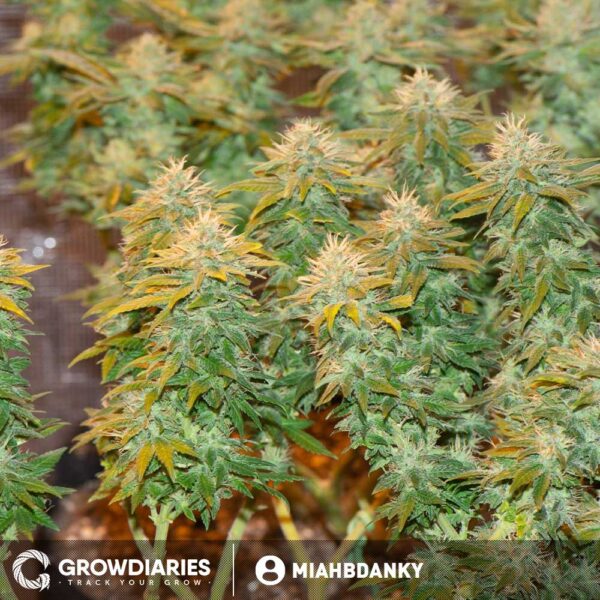 White Widow Feminized Seeds - Image 9