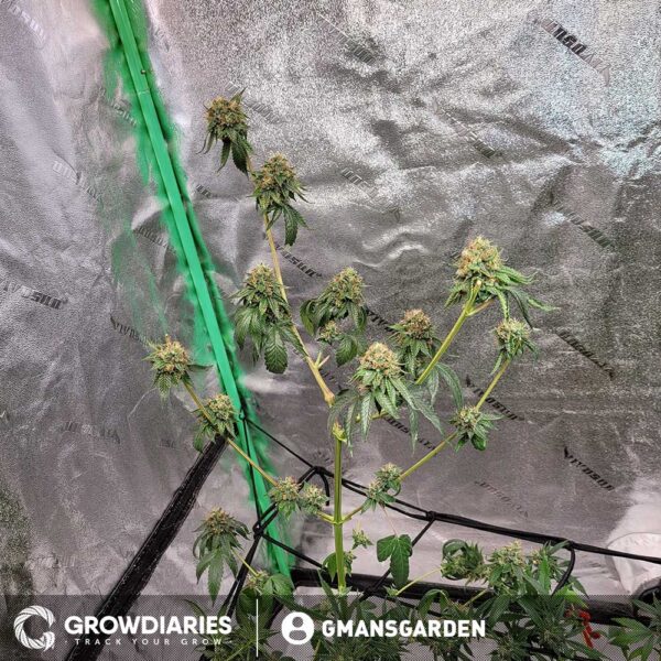 White Widow Feminized Seeds - Image 5