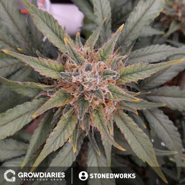 Afghan Feminized Seeds - Image 6