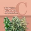 Big Buds Feminized Combo