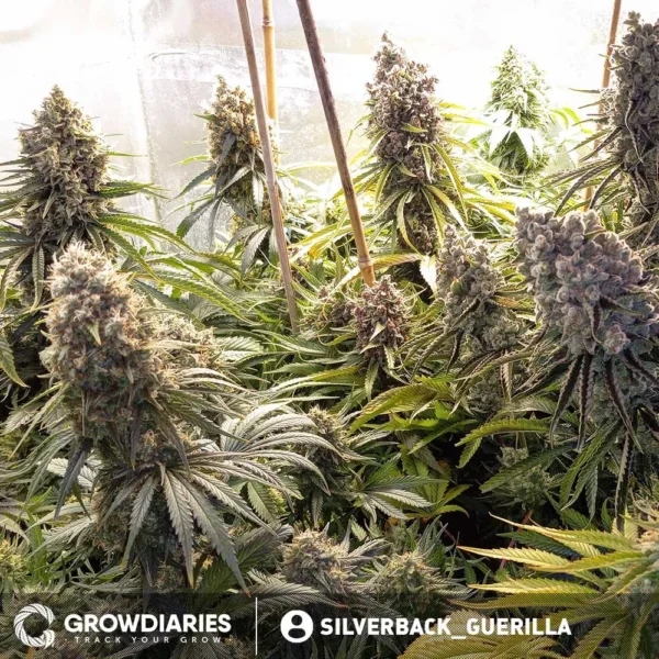 Bonbon D'Amour Feminized Seeds - Image 3