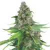 White NL XTRM ® Feminized Seeds