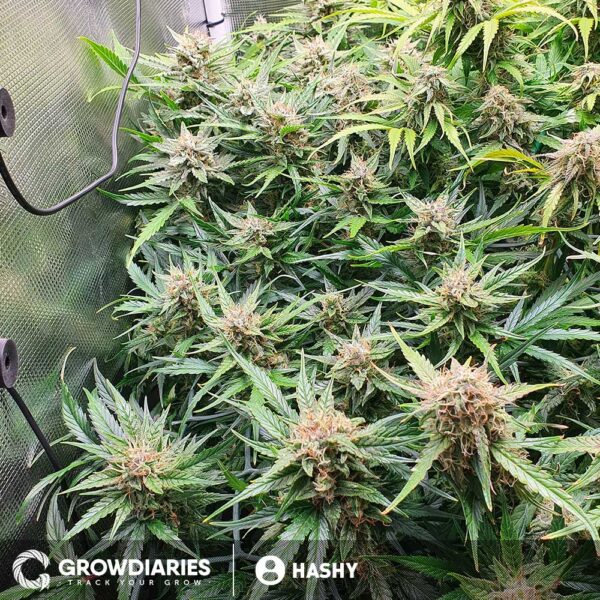 Capa Harley CBD Feminized Seeds - Image 4