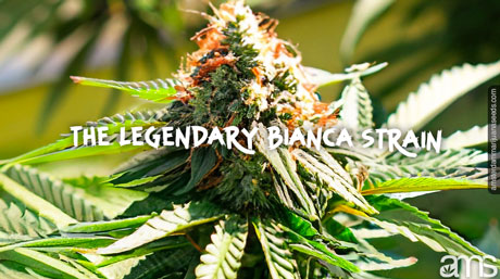 Legendary Bianca Strain