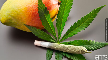 Boosting your high with mangos: How and when to do it