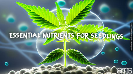 Cannabis seedling with nutrients floating around