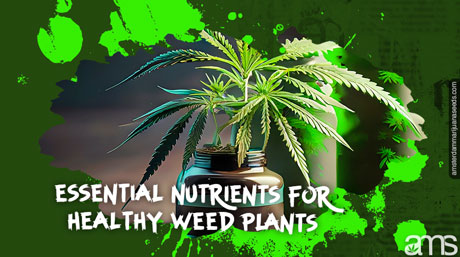 nutrients weed plants