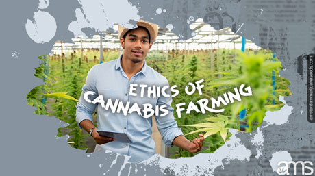 ethics of cannabis growing