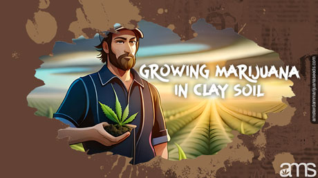 a cannabis grower in a field with clay-rich soil the grower is holding a cannabis leaf in his hand