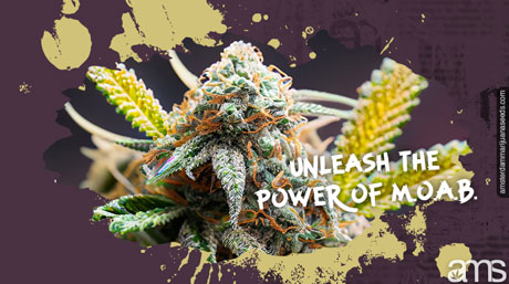 Unleash the Power of MOAB