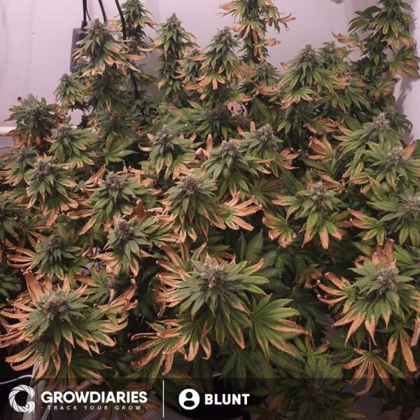 Blue Dream XTRM ® Feminized Seeds - Image 6