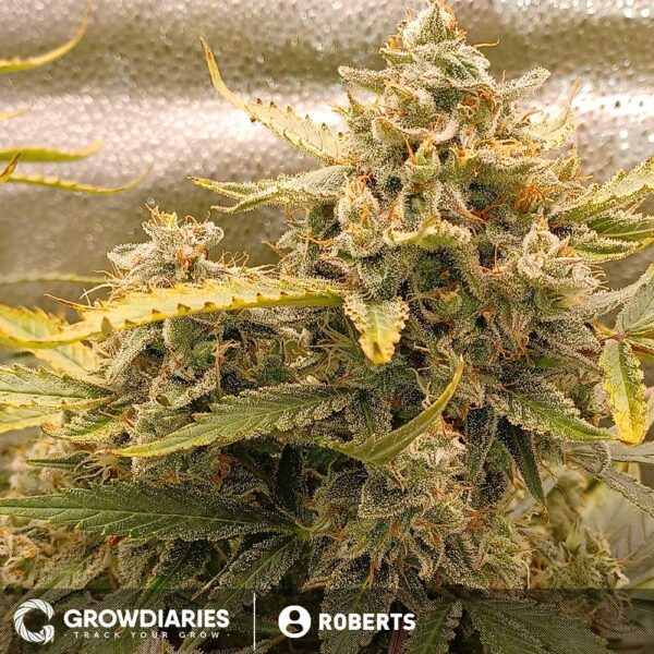 Super Skunk Autoflower Seeds - Image 3