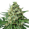 AMS Supreme Feminized Seeds