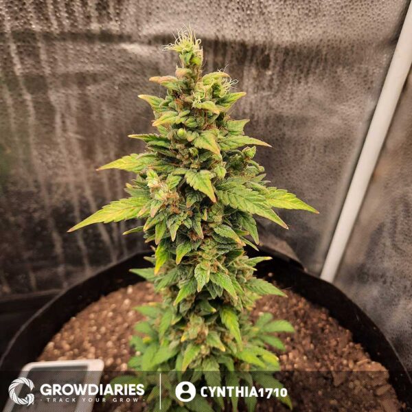 Blueberry 420 Autoflower Seeds - Image 8