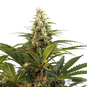 bonbon_d_amour_feminized_seeds3.png