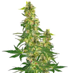 kryptonite-feminized-marijuana-seeds_2.jpg