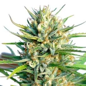 lemon-ice-cannabis-seeds.jpg