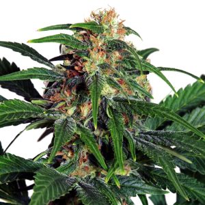 light-of-jah-autoflowering-cannabis-seeds_2_2.jpg