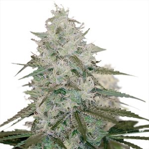 white-queen-feminized-cannabis-seeds_2.jpg