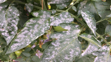 Close-up showing how to get rid of powdery mildew on cannabis plants, with infected cannabis leaves covered in white fungal spots.