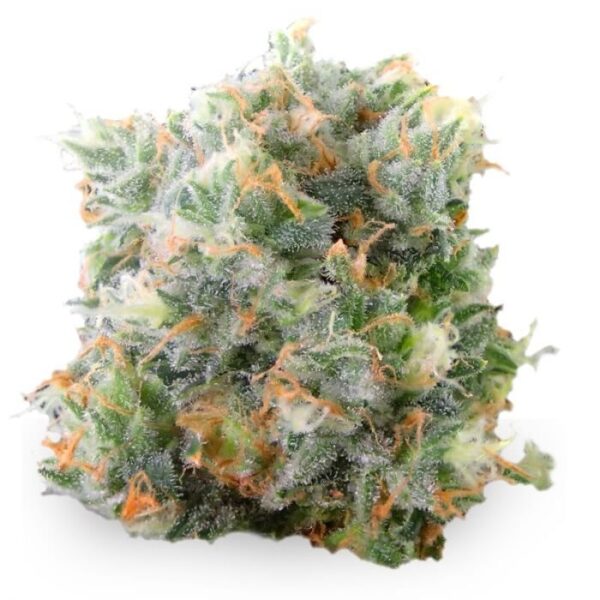 Waikiki Queen Feminized Seeds - Image 2