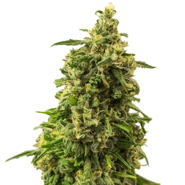 White Widow Regular Seeds - Image 3